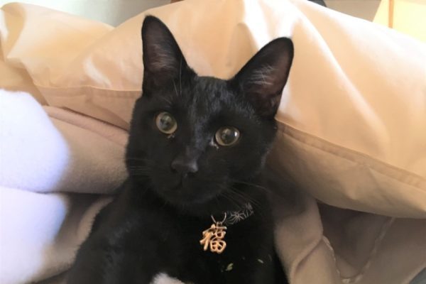 コロナニマケズ3 猫 岐阜ハートセンター